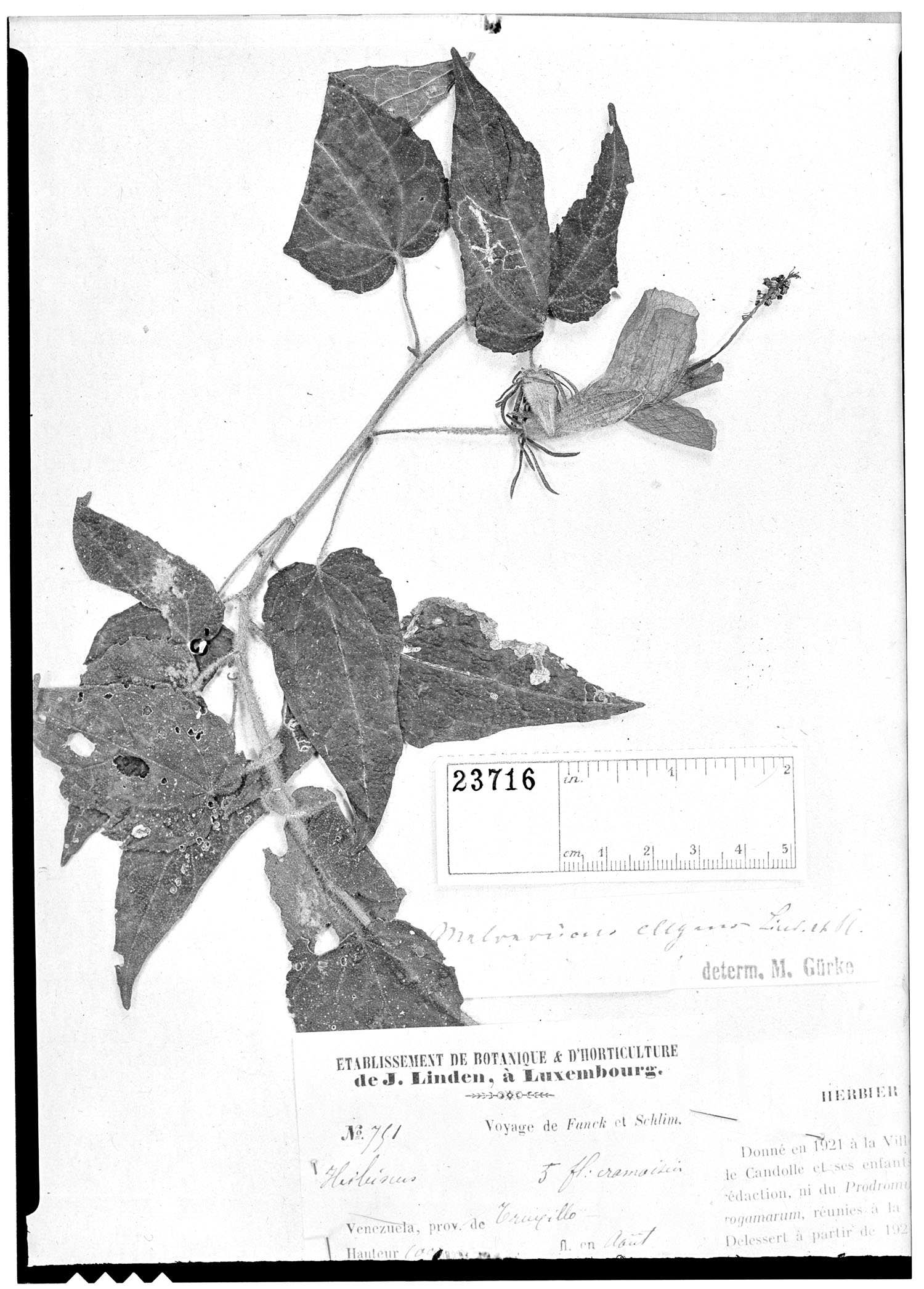 Malvaviscus elegans image