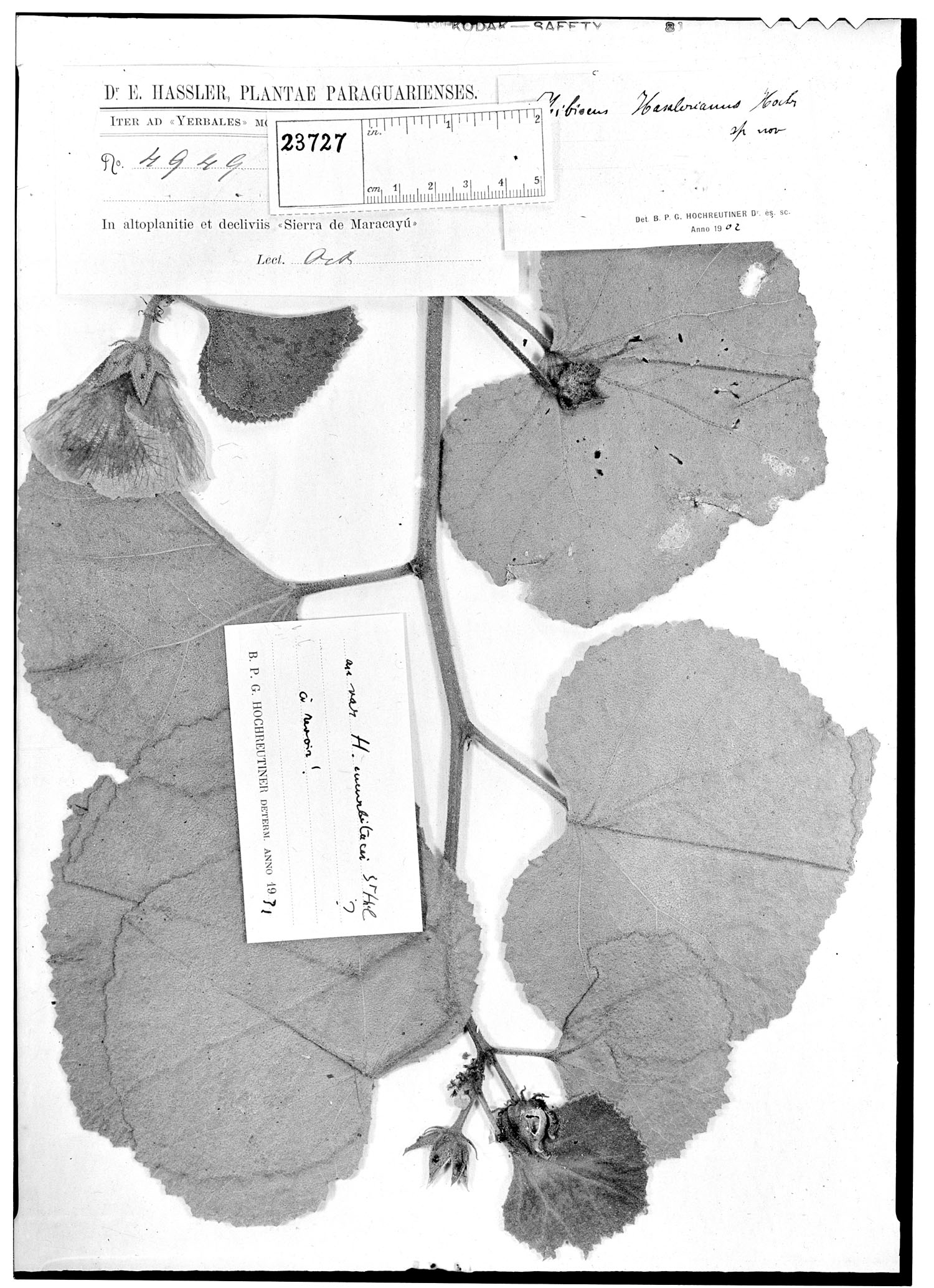 Hibiscus hasslerianus image