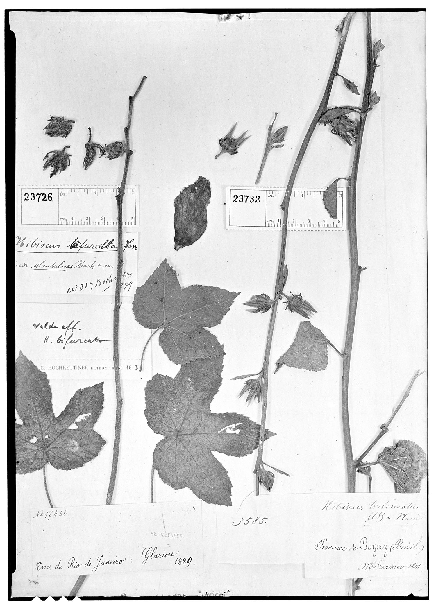 Hibiscus trilineatus image