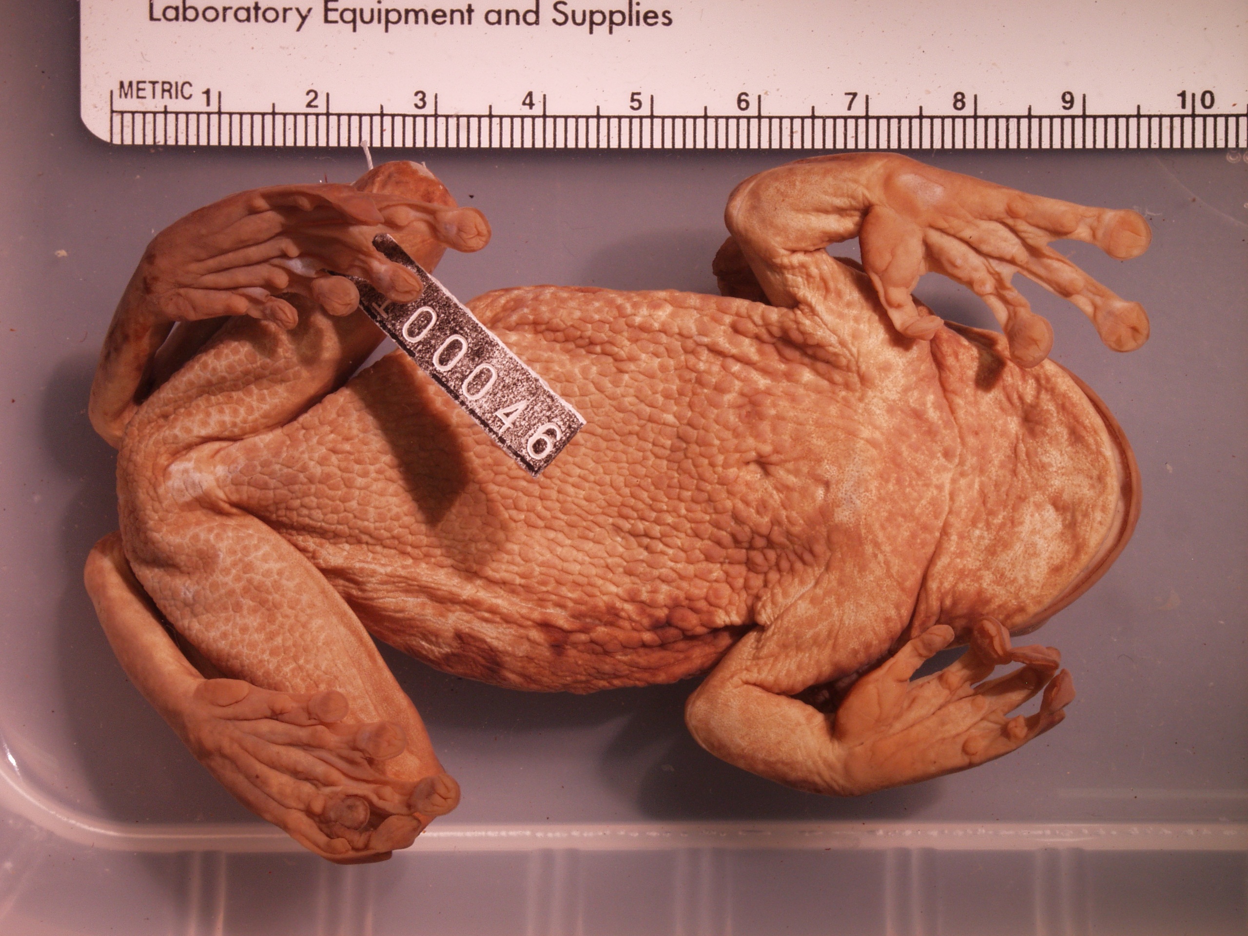 Milky Treefrog photo 2