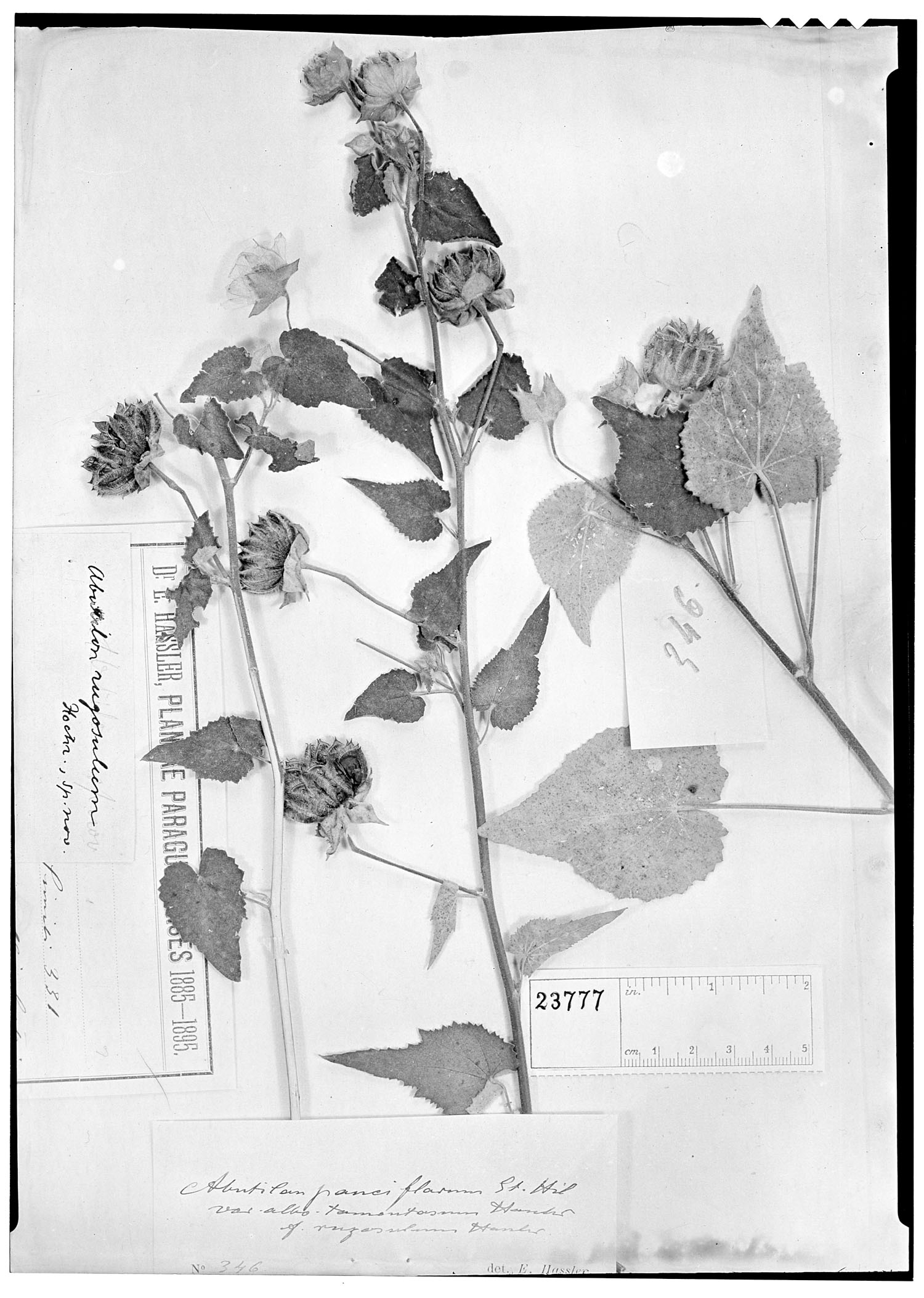 Callianthe pauciflora image