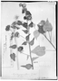 Callianthe pauciflora image
