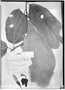 Patinoa paraensis image