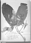 Quararibea obovalifolia image