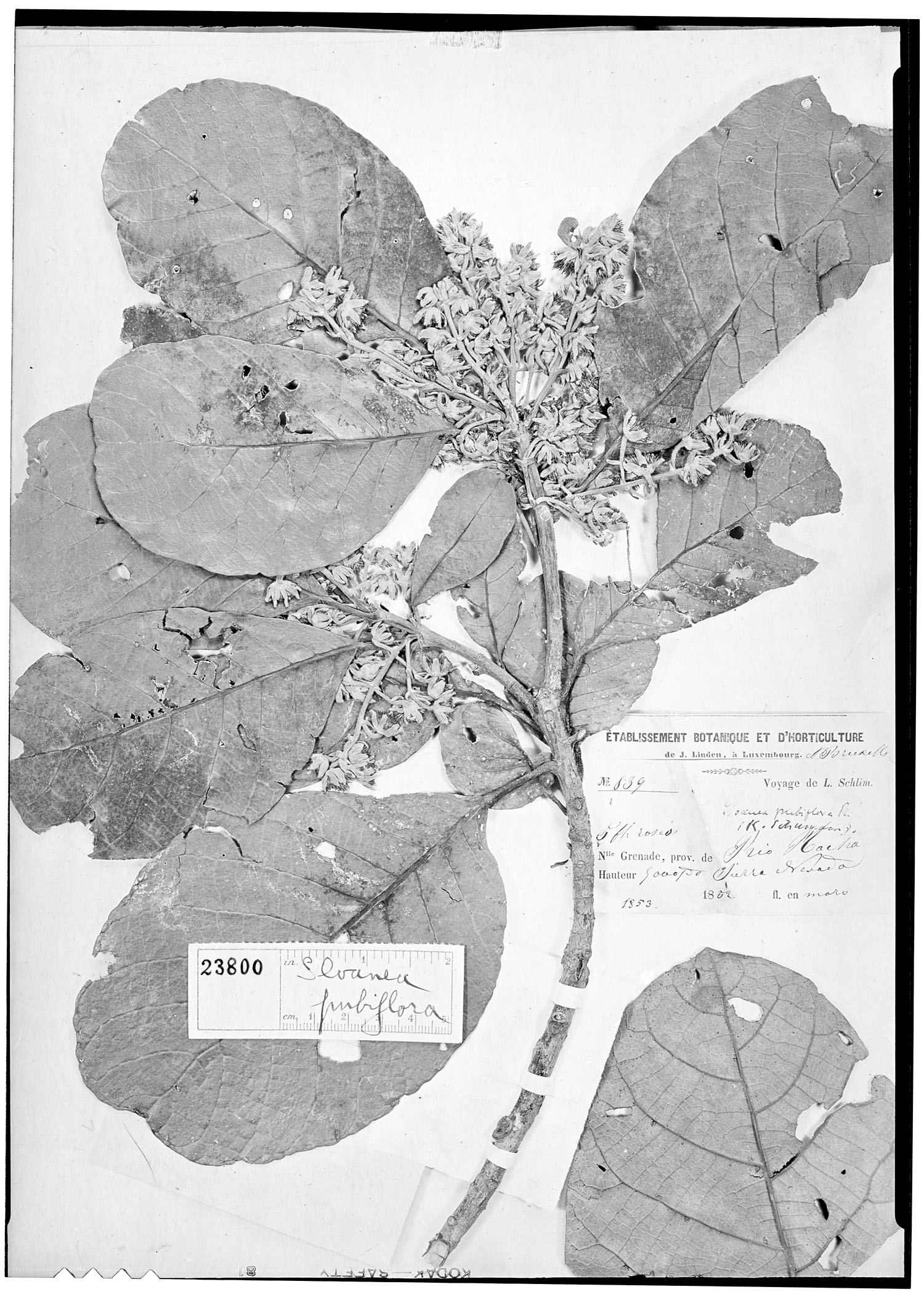Sloanea pubiflora image