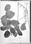 Cissus blanchetiana image