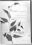 Byttneria parviflora image