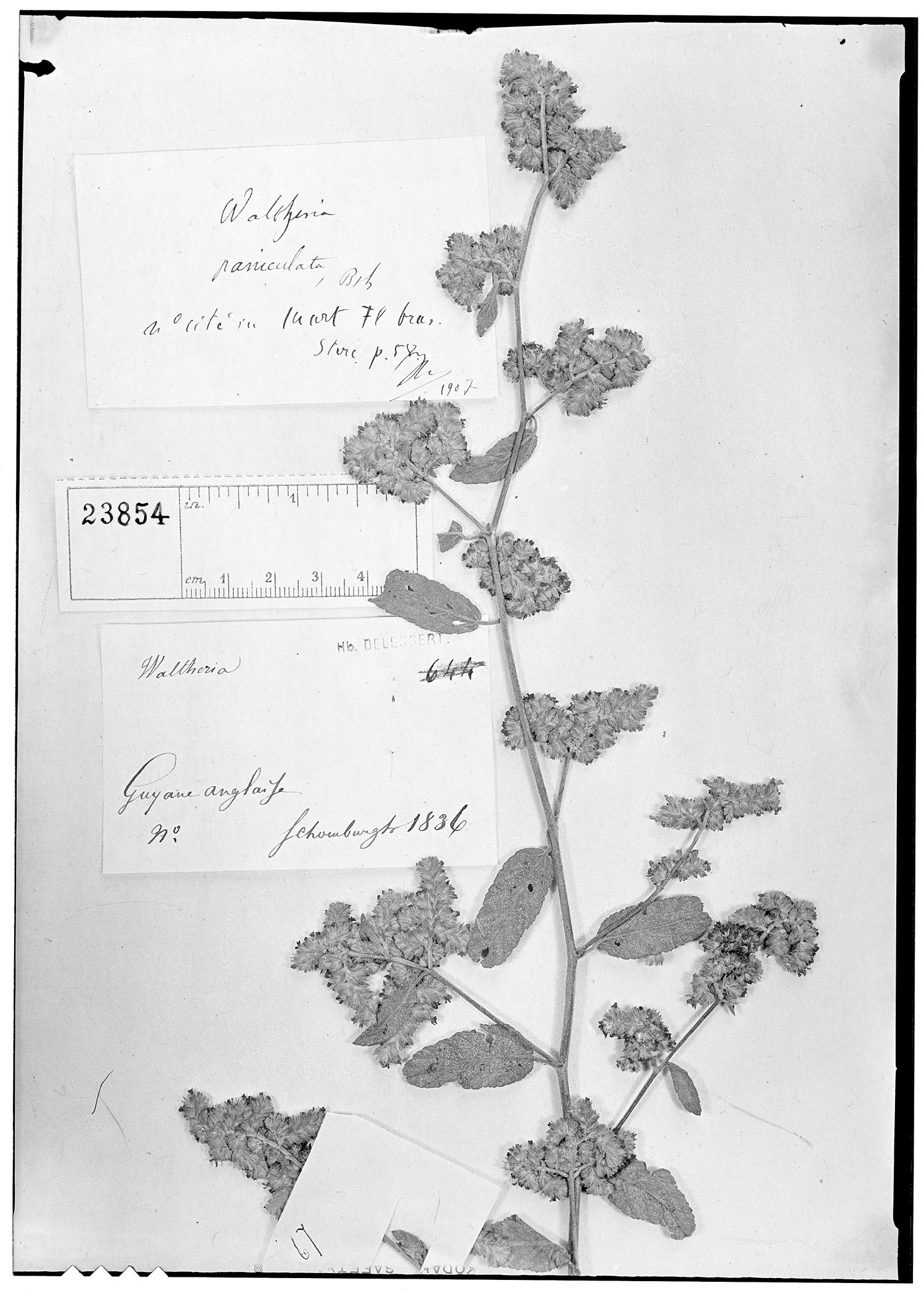 Waltheria paniculata image