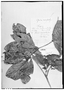 Lacunaria macrostachya image