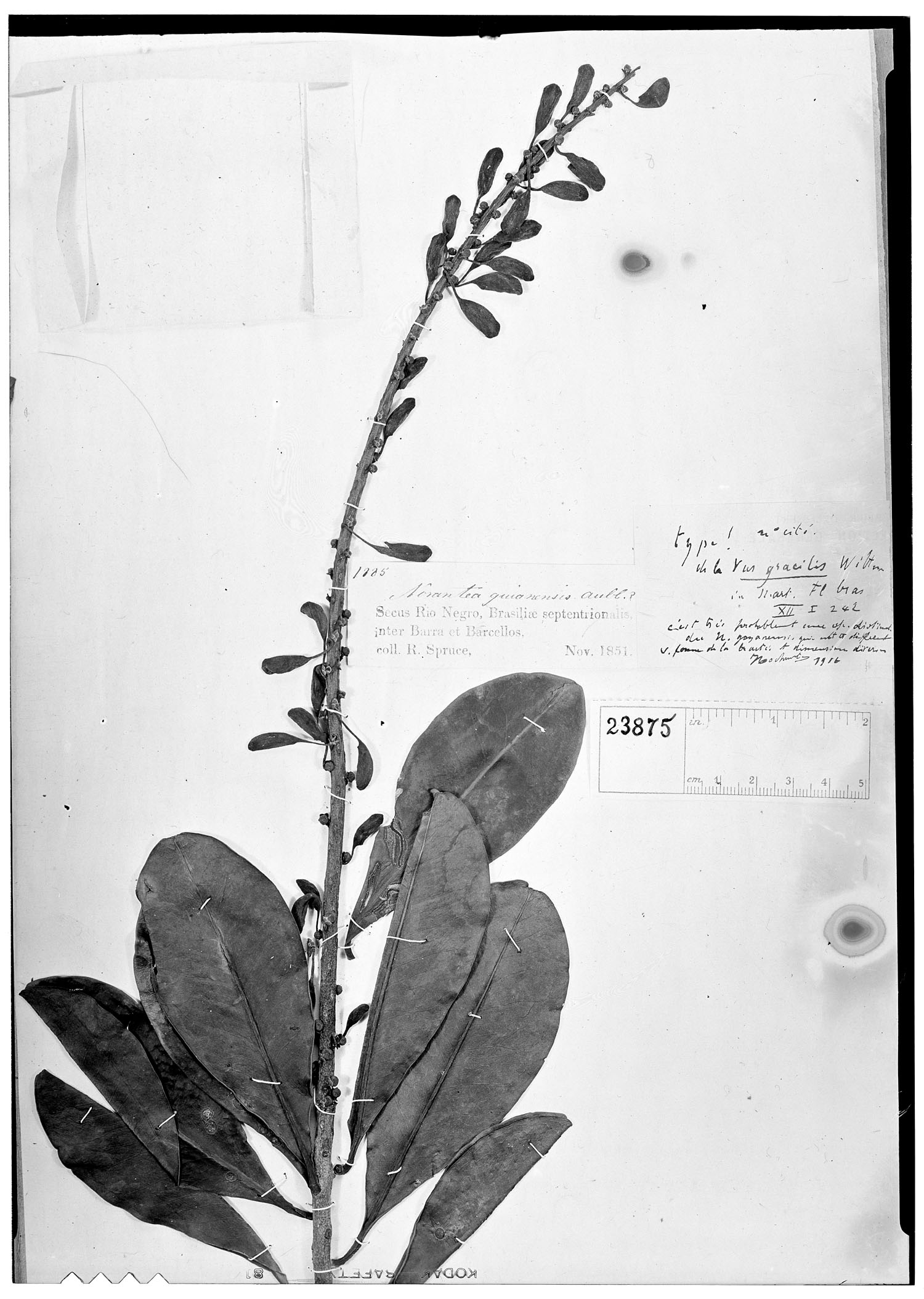 Norantea guianensis var. gracilis image