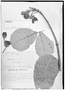 Caryocar coriaceum image