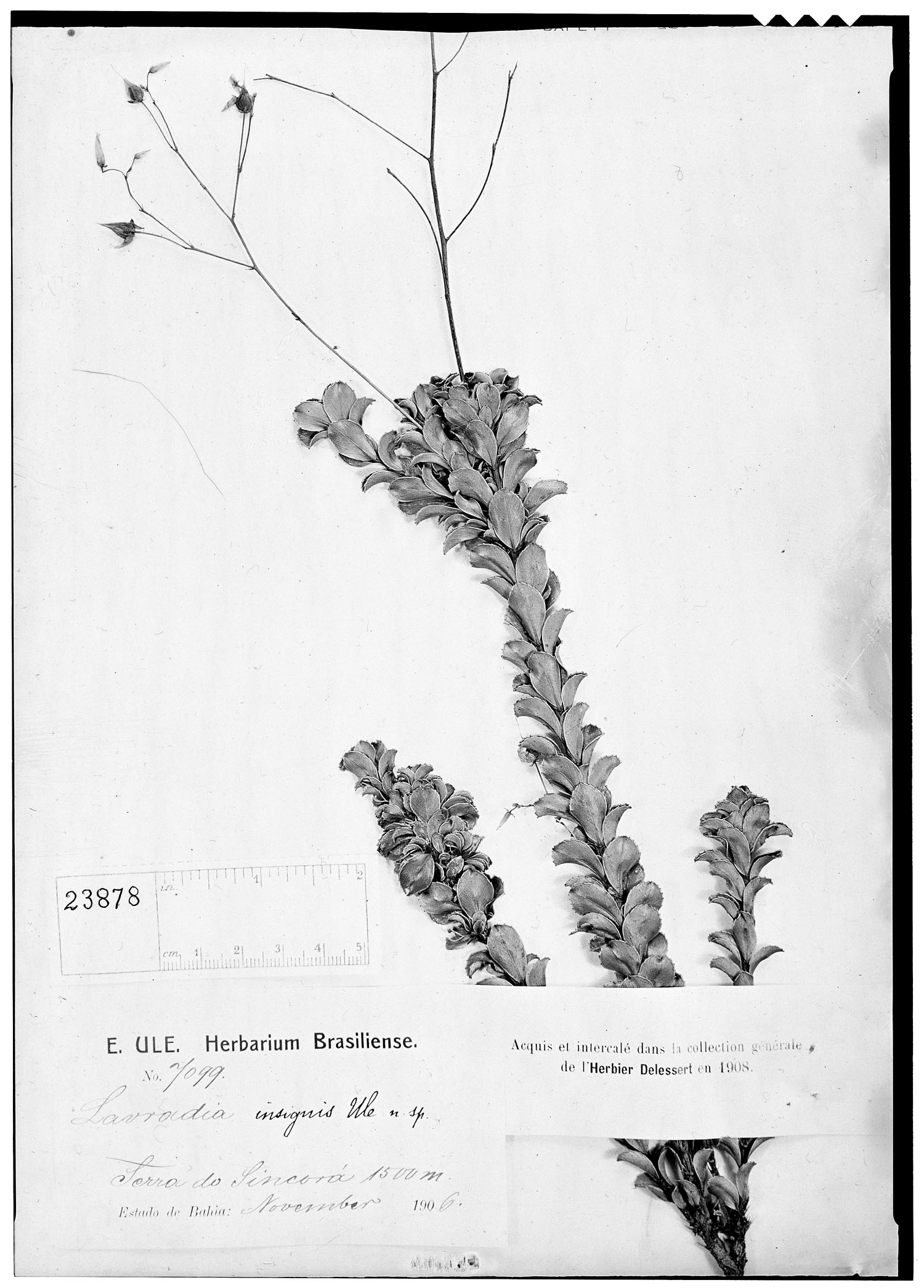 Sauvagesia insignis image