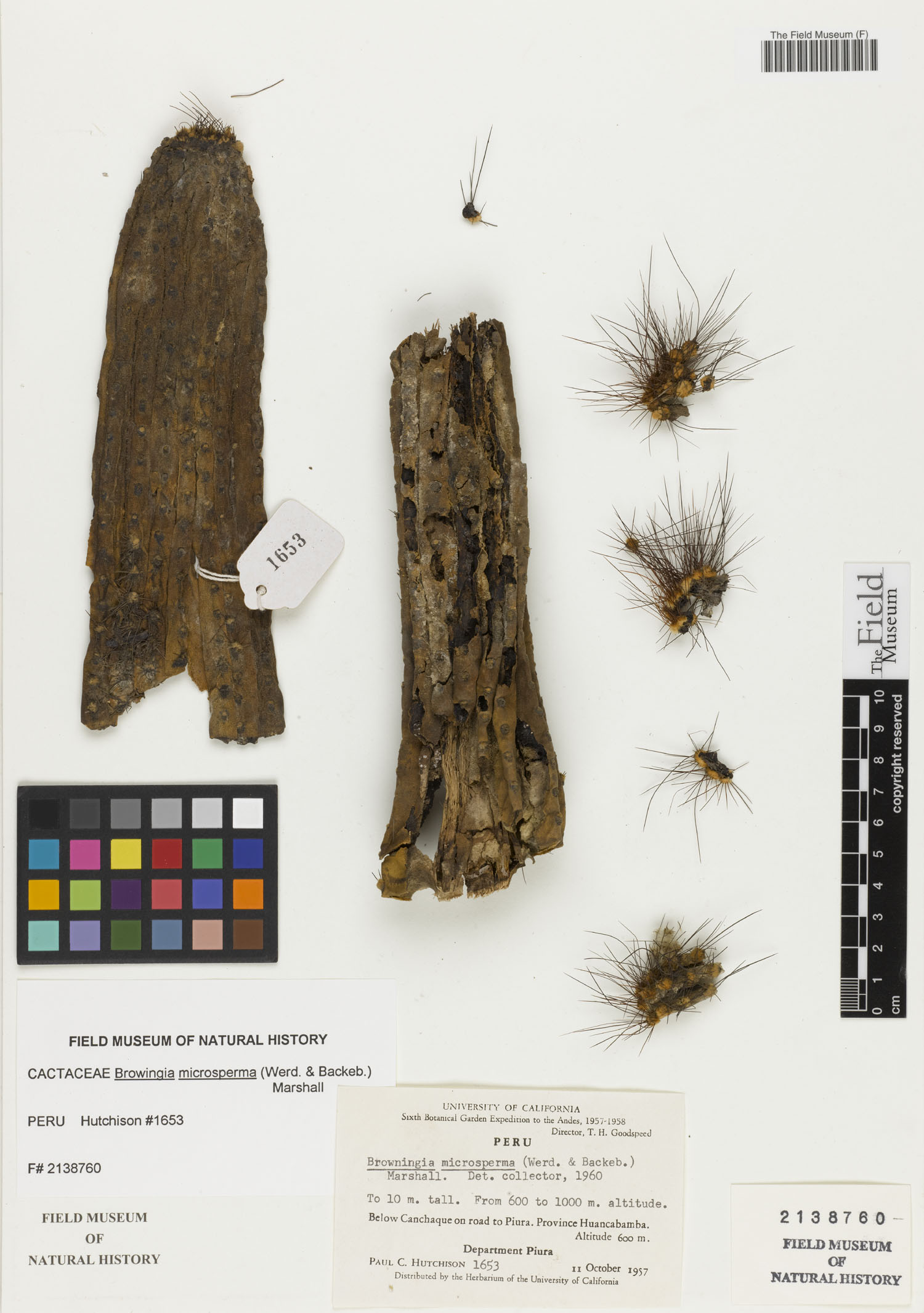 Browningia microsperma image