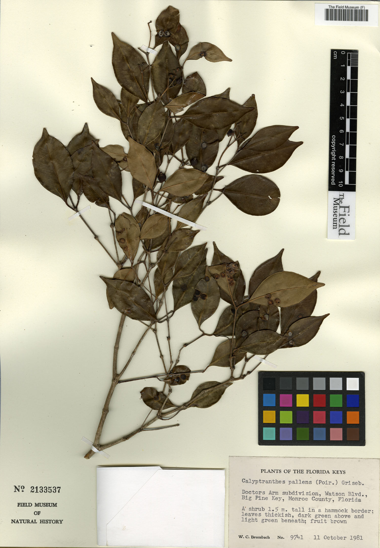 Calyptranthes pallens image