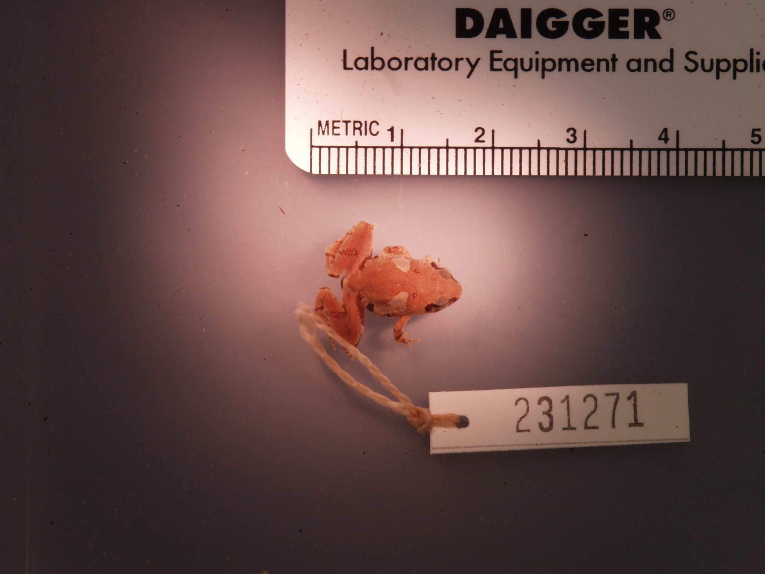 Microhyla maculifera