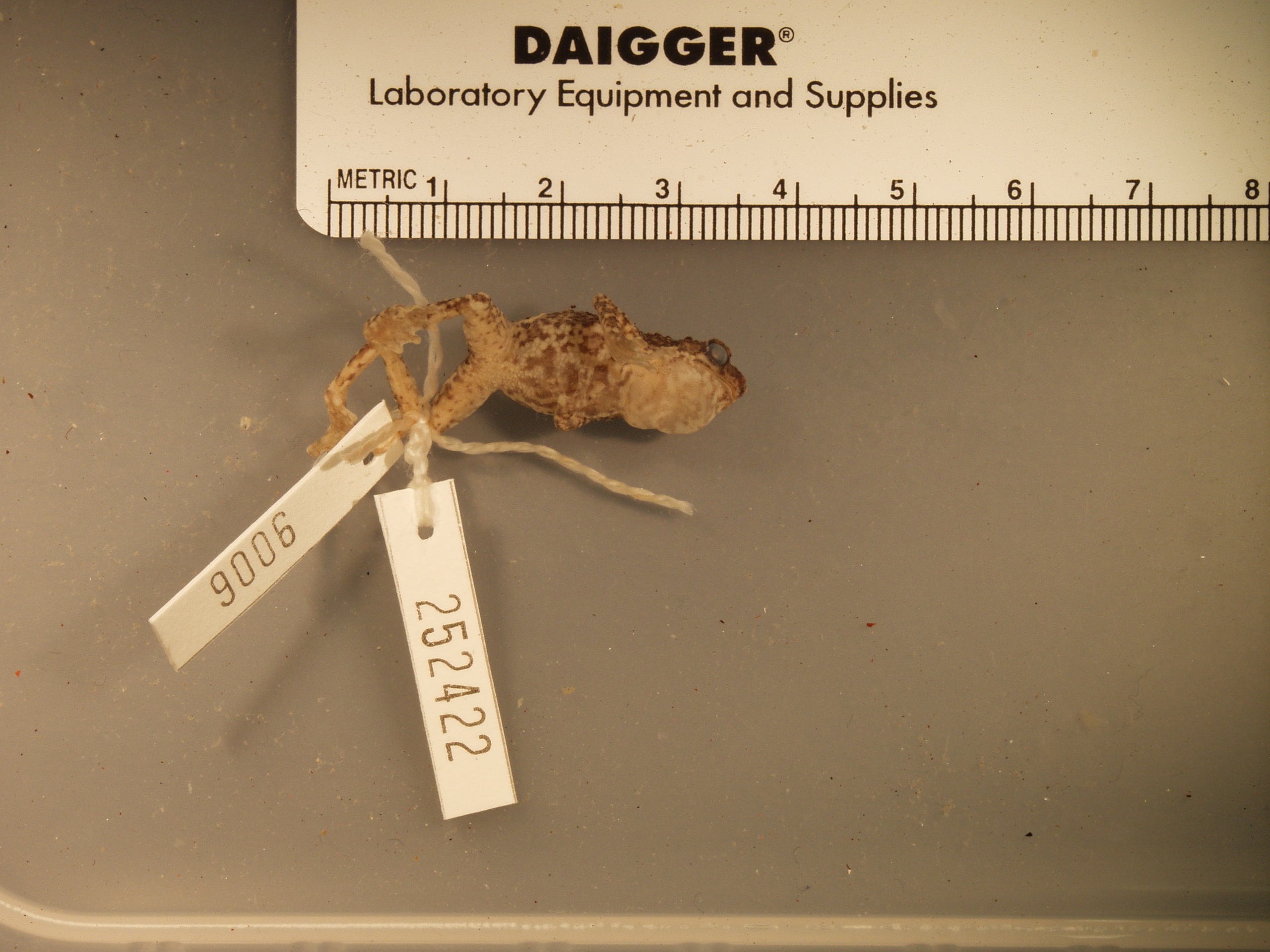 Pelophryne rhopophilia Inger & Stuebing, 1996