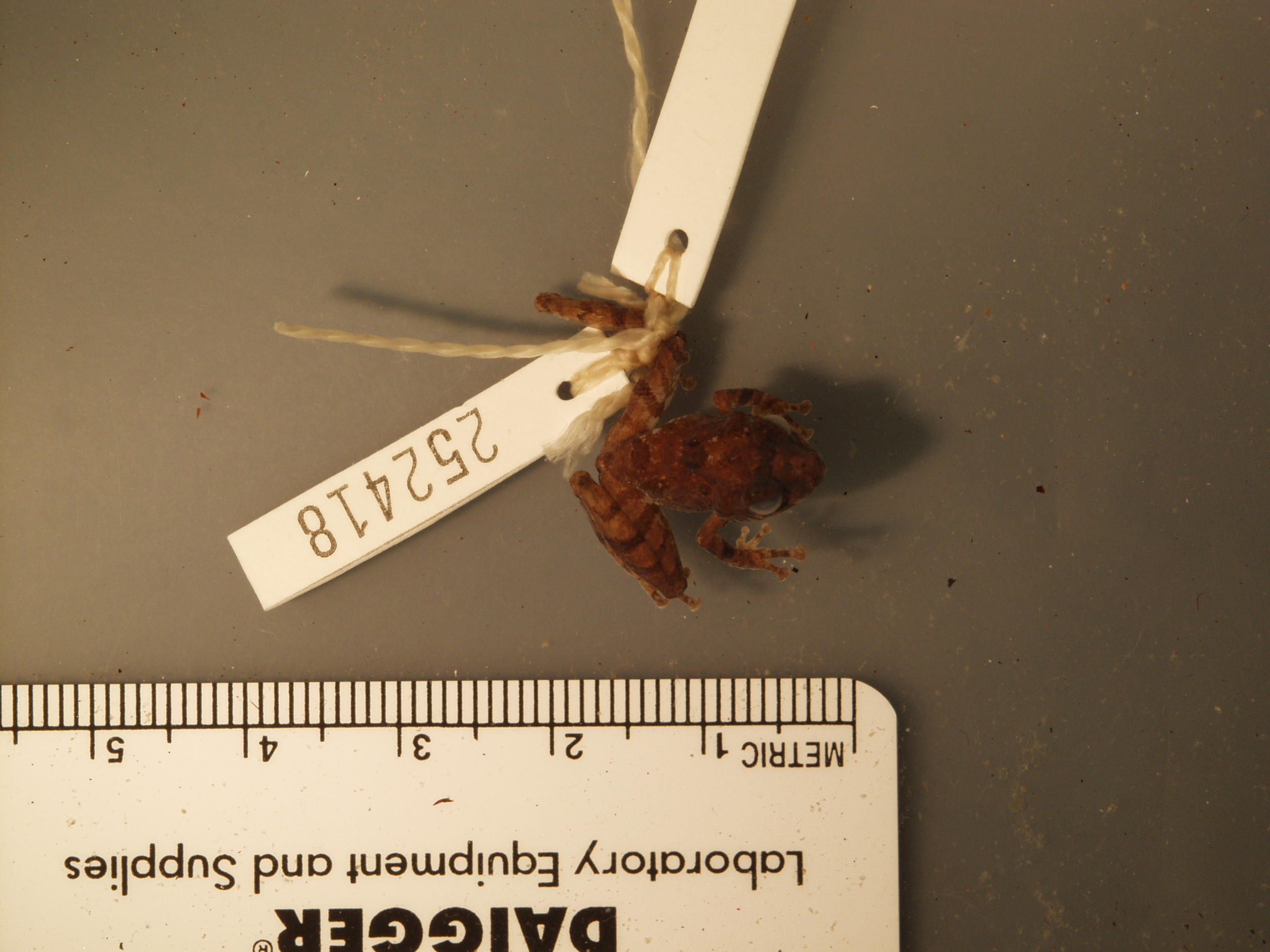 Philautus refugii