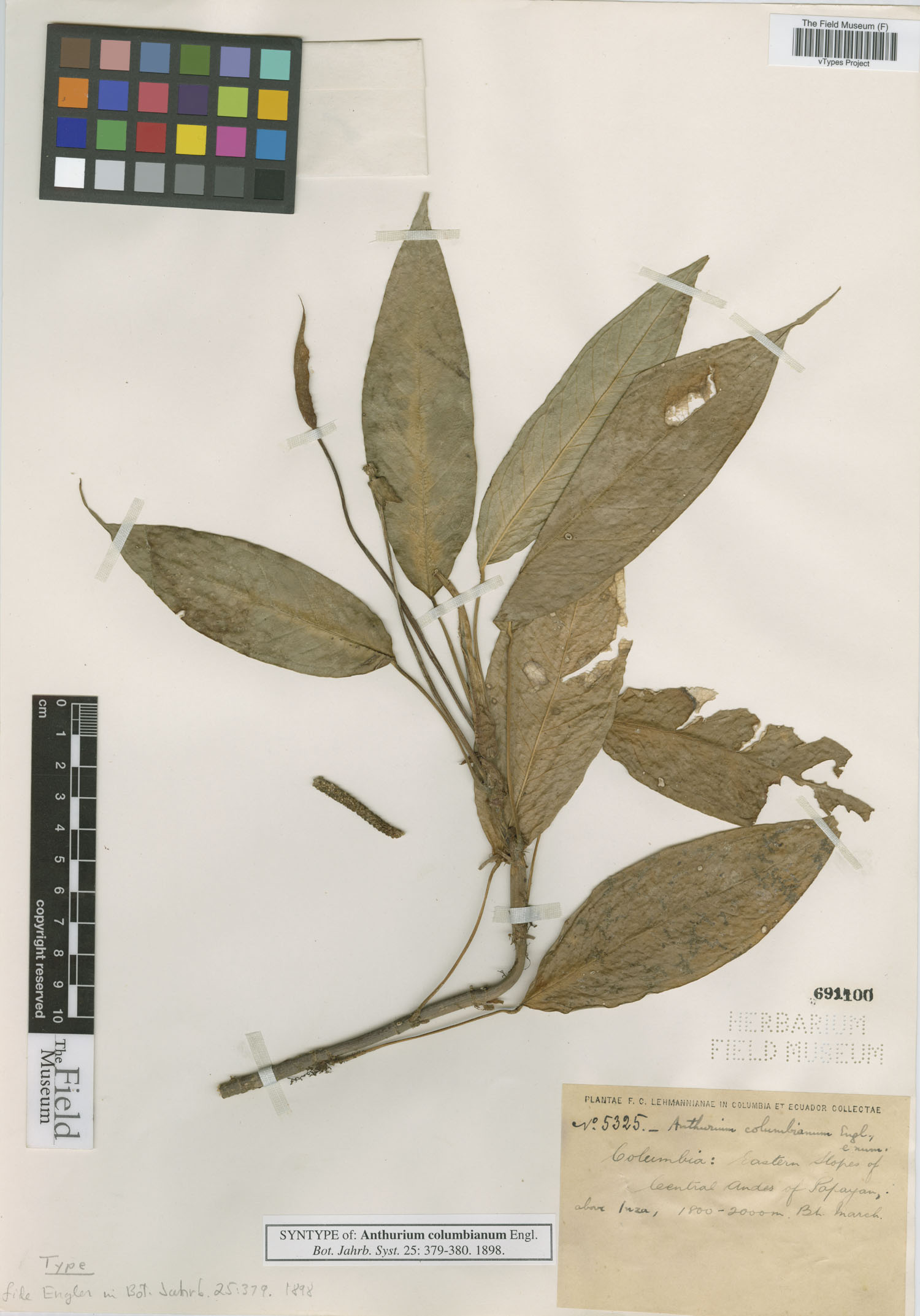 Anthurium columbianum image