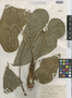 Anthurium guanacense image