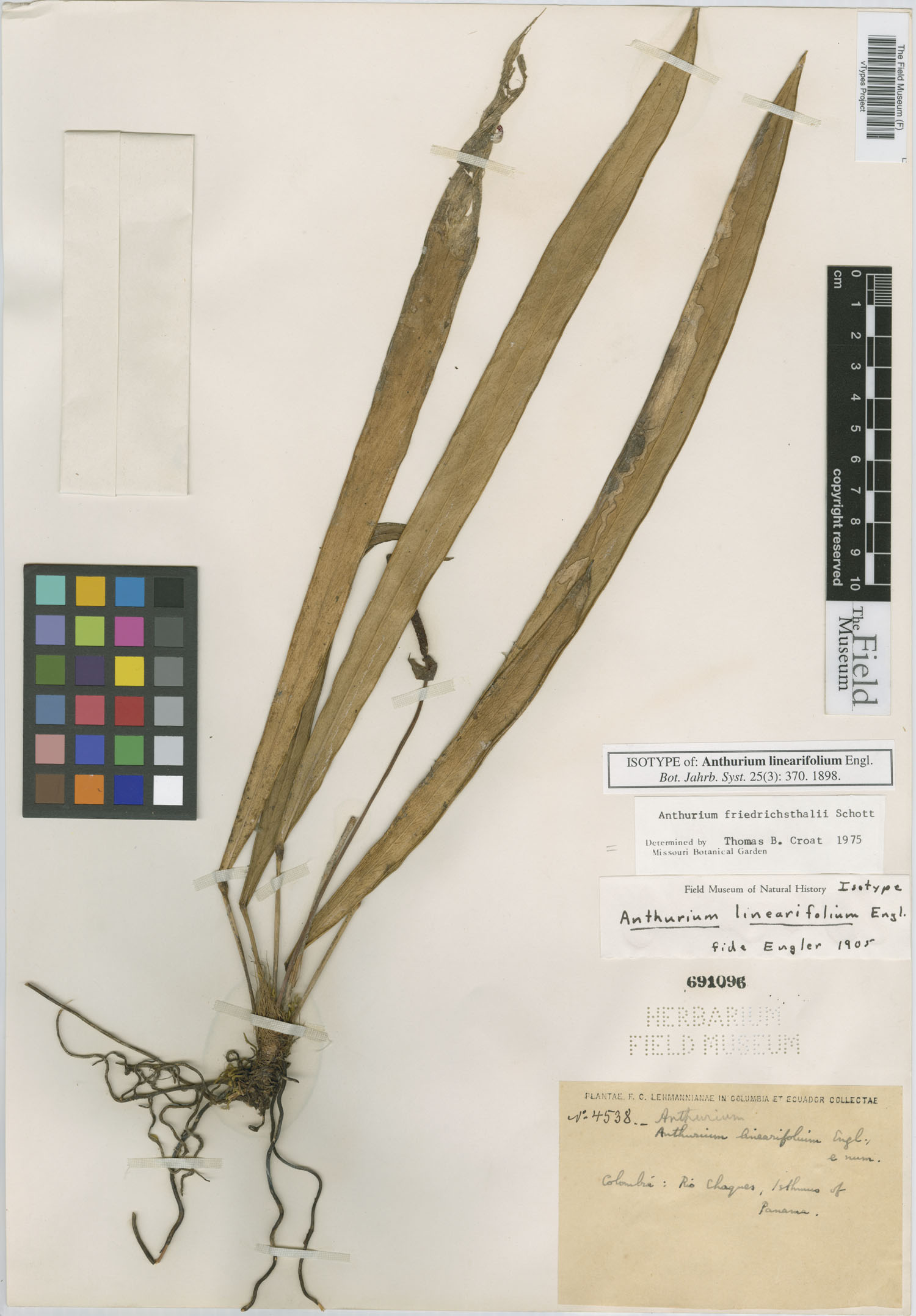 Anthurium linearifolium image