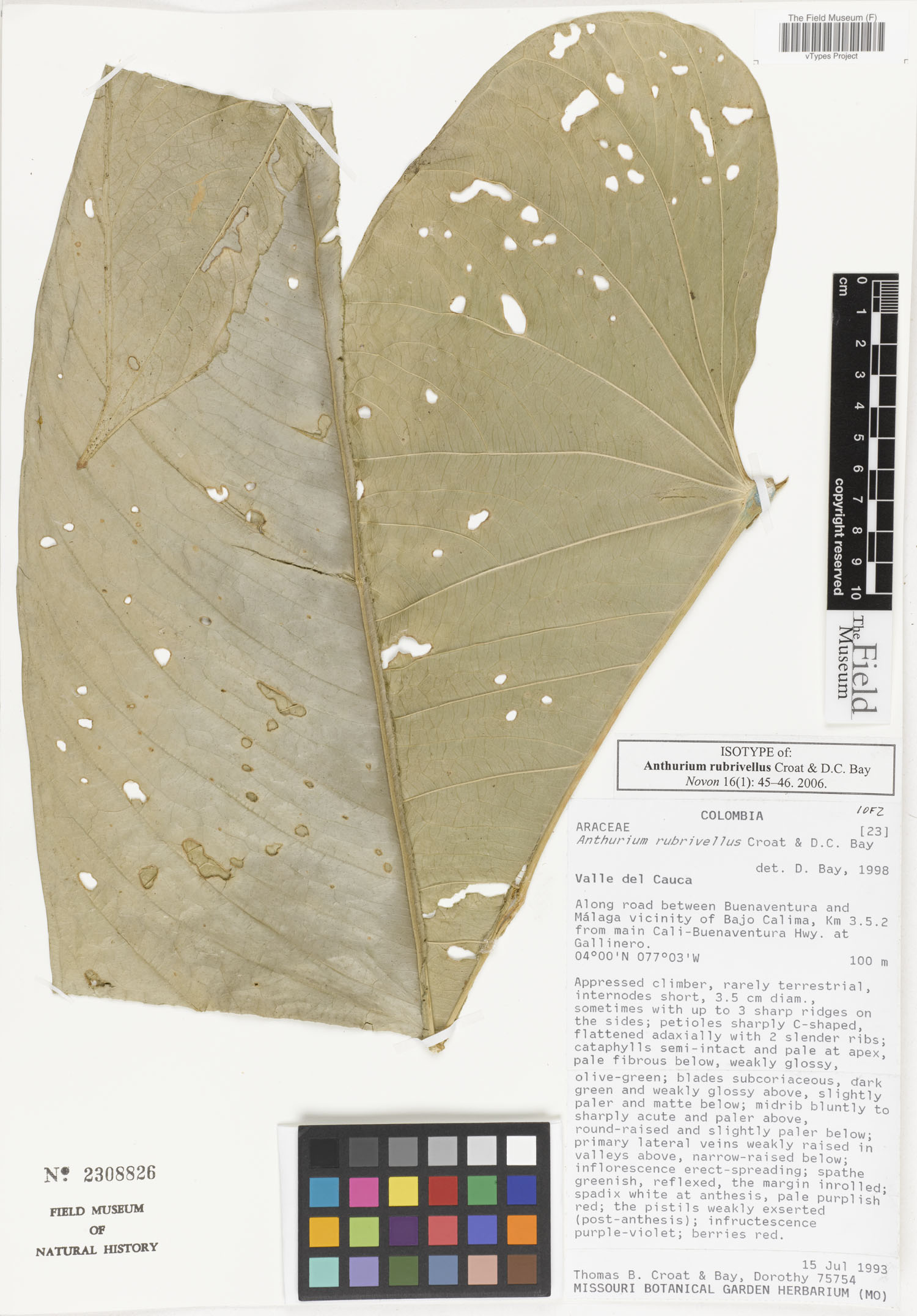 Anthurium rubrivellus image