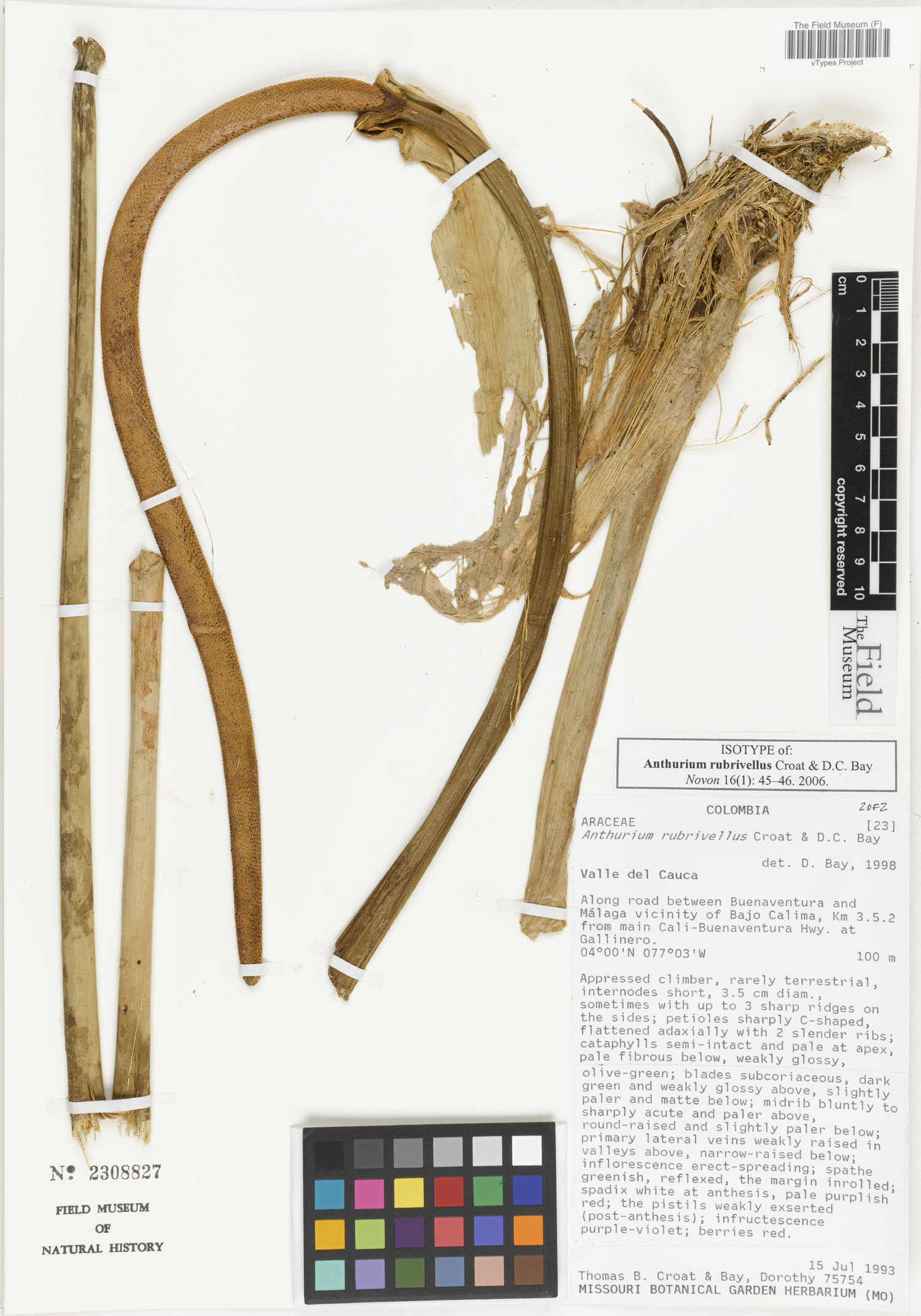 Anthurium rubrivellus image