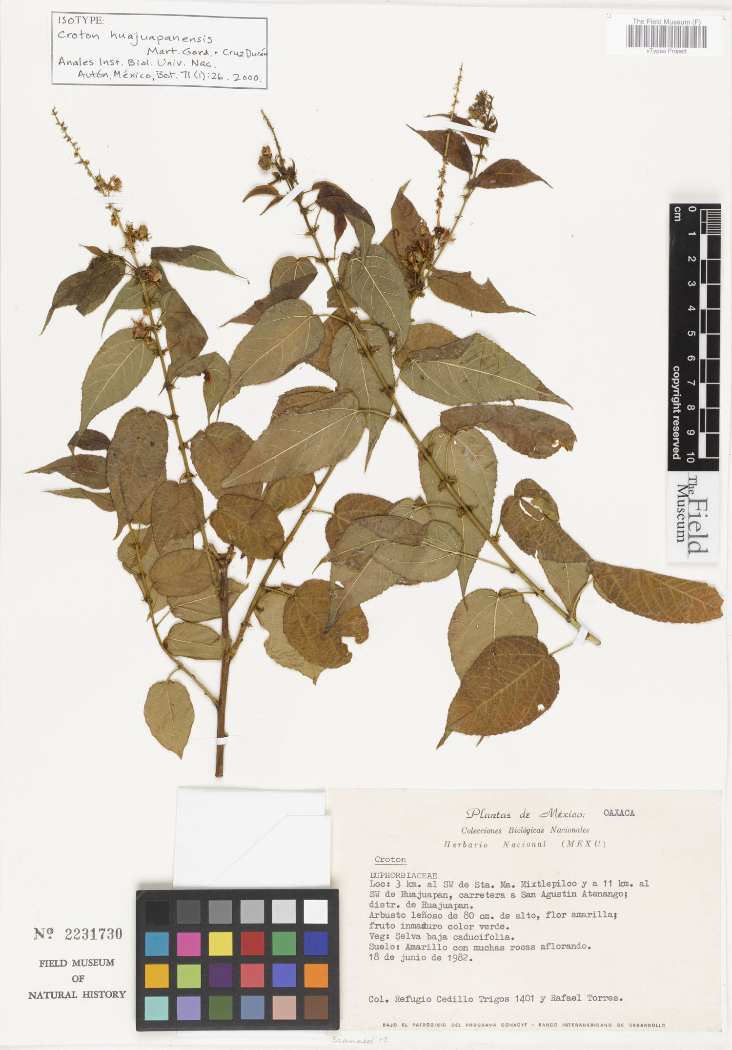 Croton huajuapanensis image