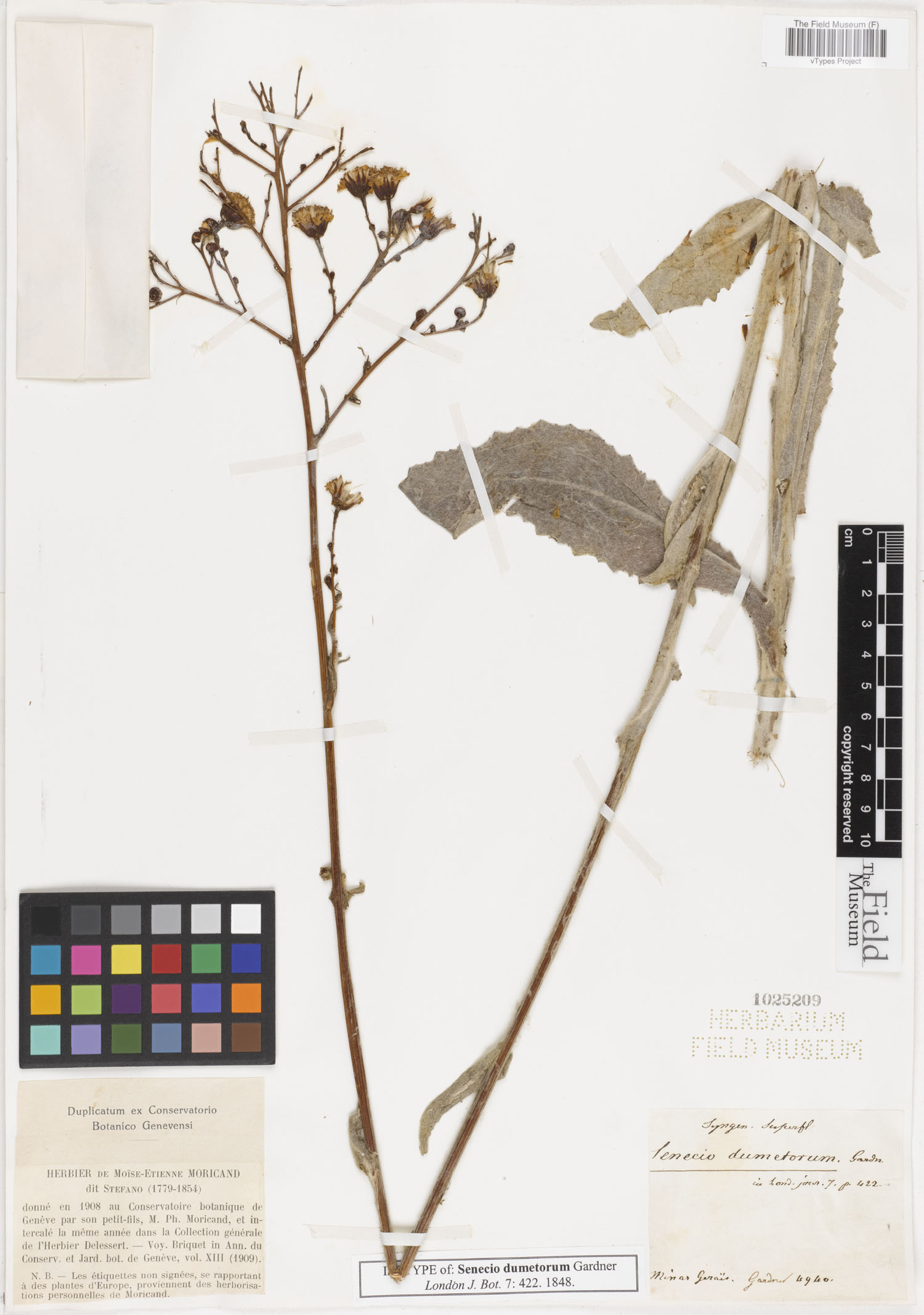 Senecio dumetorum image