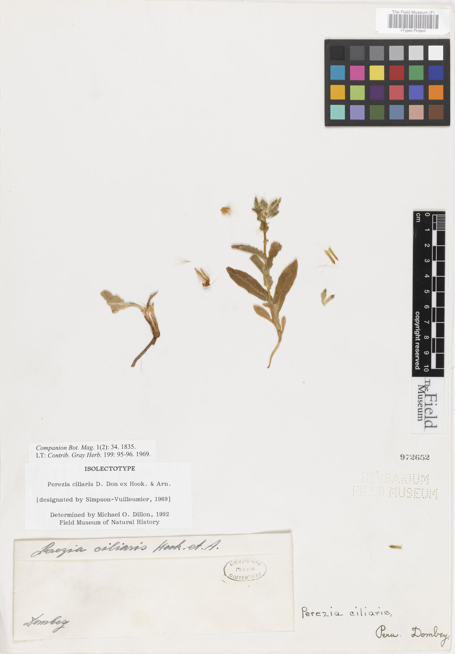 Perezia ciliaris image