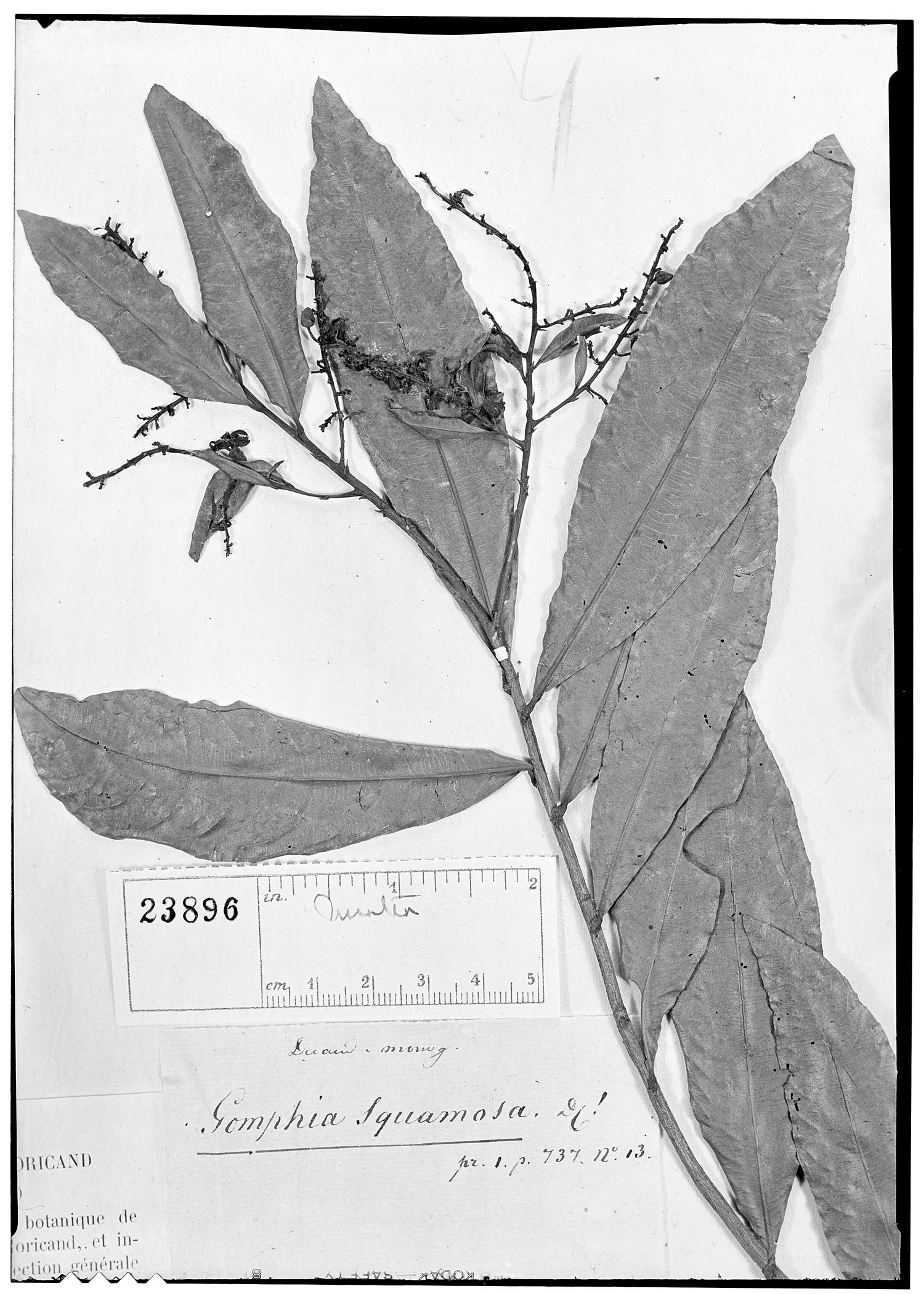 Campylospermum squamosum image