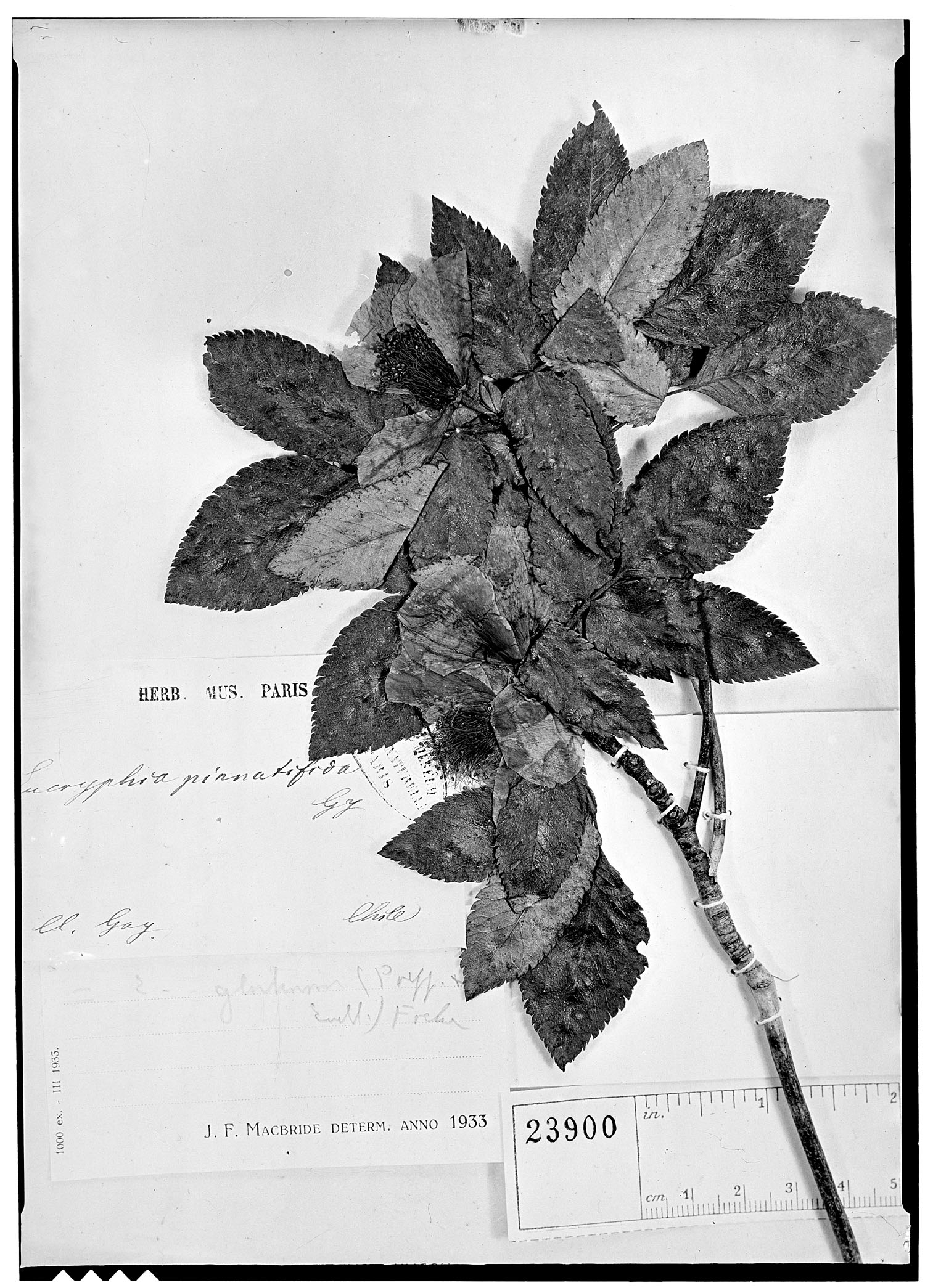 Eucryphia glutinosa image