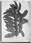 Doliocarpus dentatus subsp. undulatus image