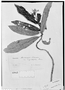 Saurauia angustifolia image