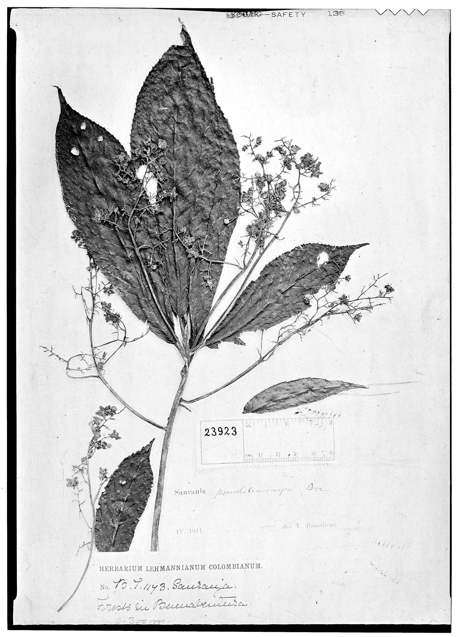 Saurauia pseudoleucocarpa image