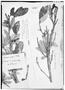 Ternstroemia globiflora image