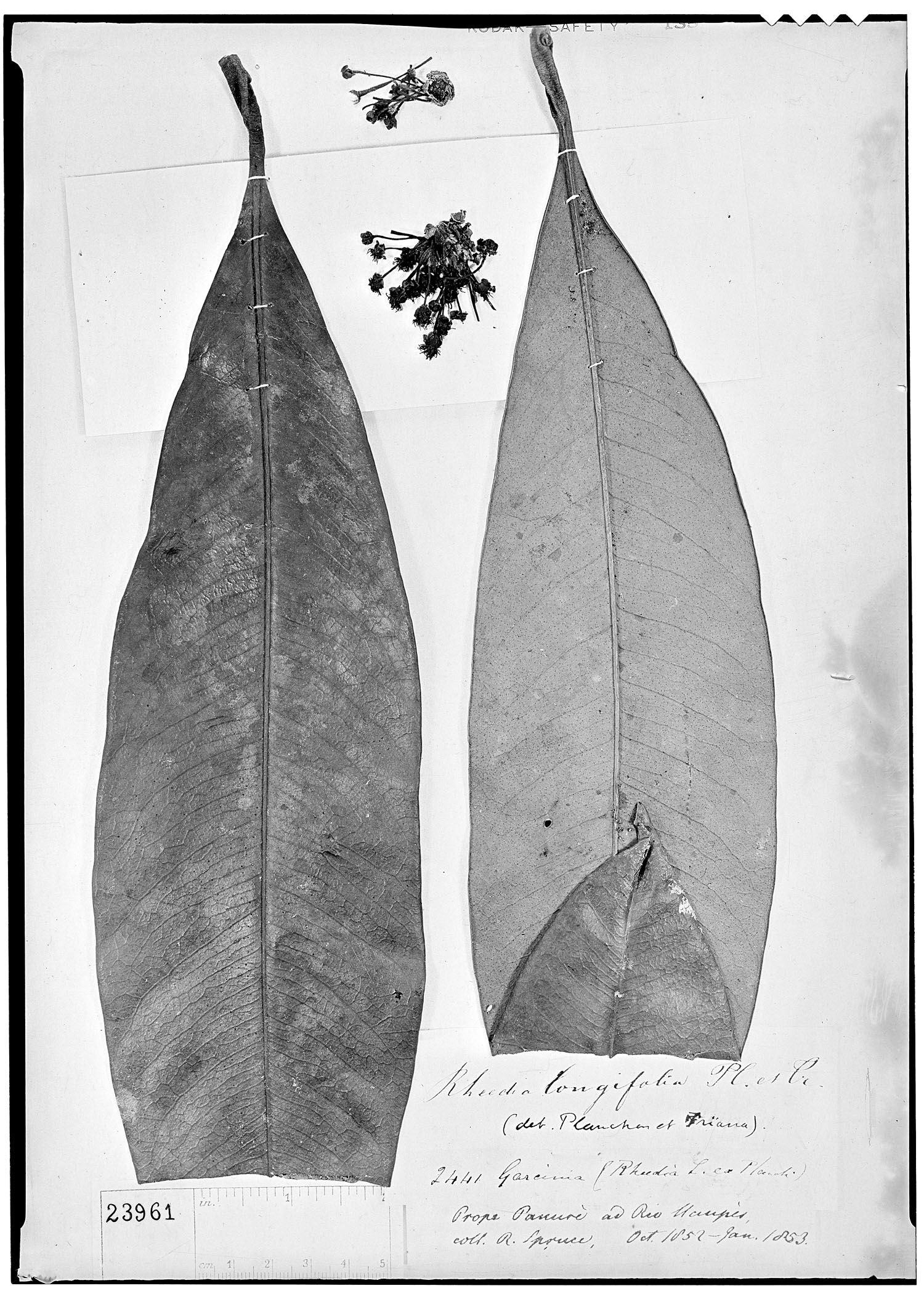 Rheedia longifolia image