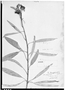 Kielmeyera neriifolia image
