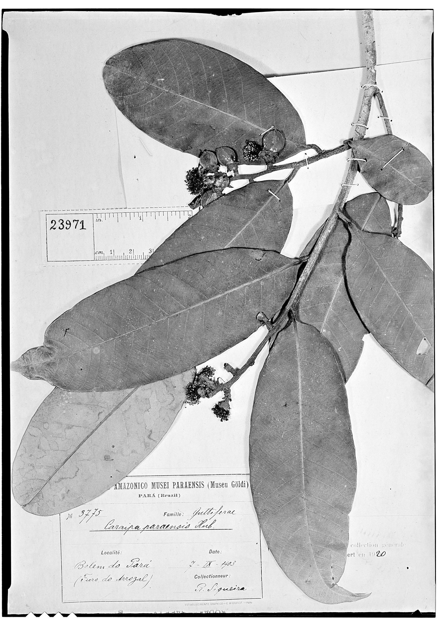 Caraipa grandifolia subsp. grandifolia image
