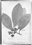 Clusia penduliflora image