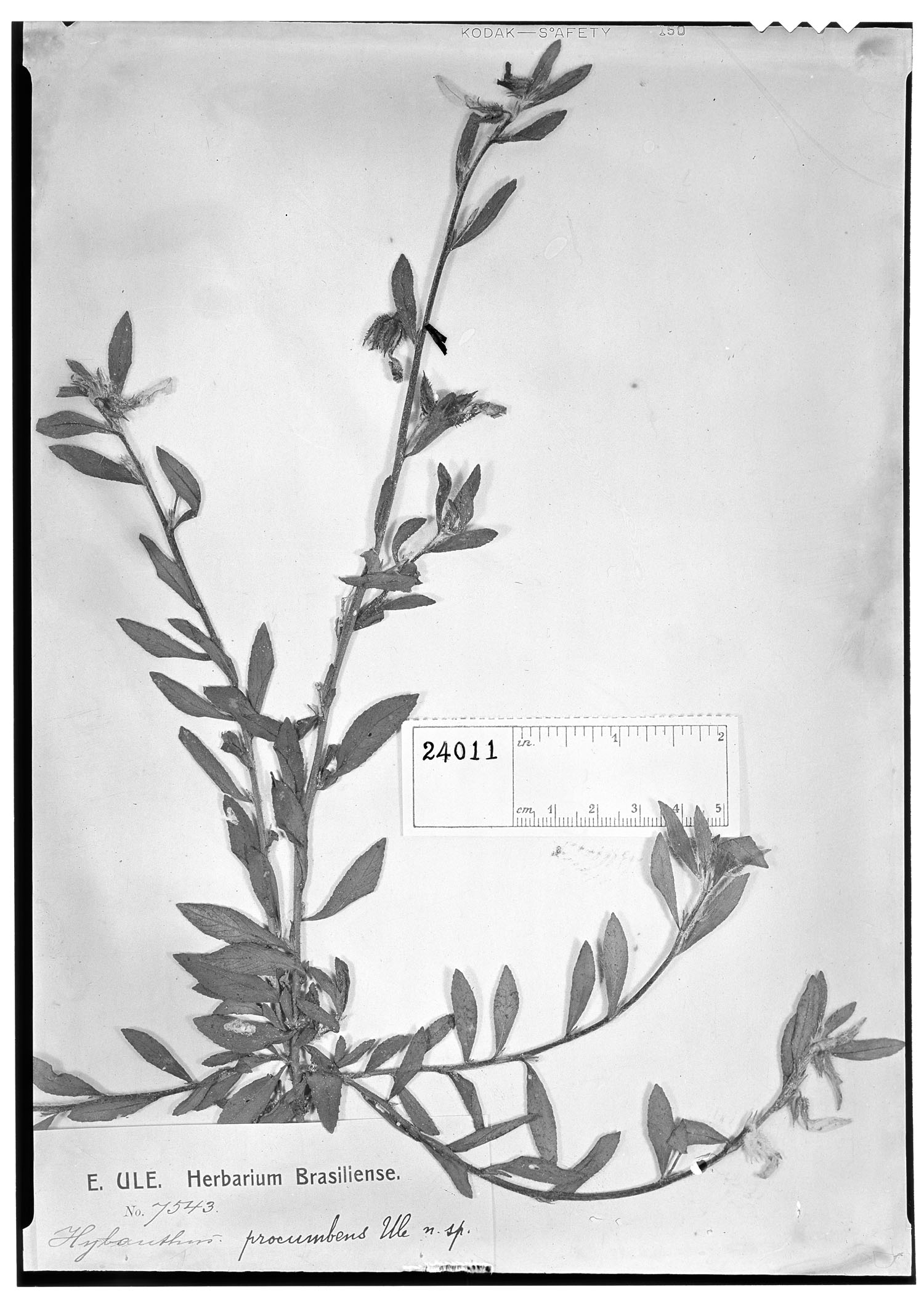 Hybanthus procumbens image