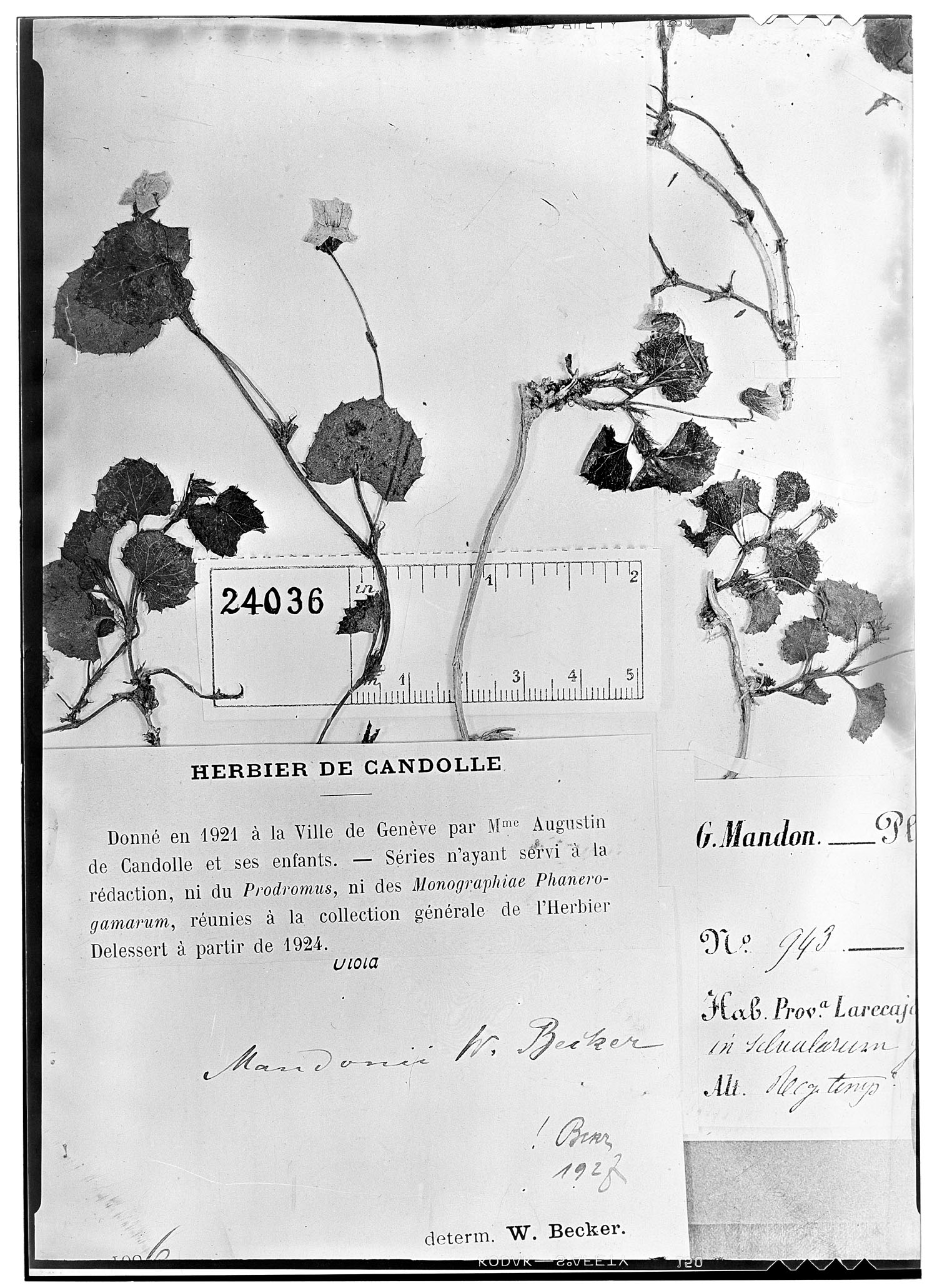 Viola mandonii image