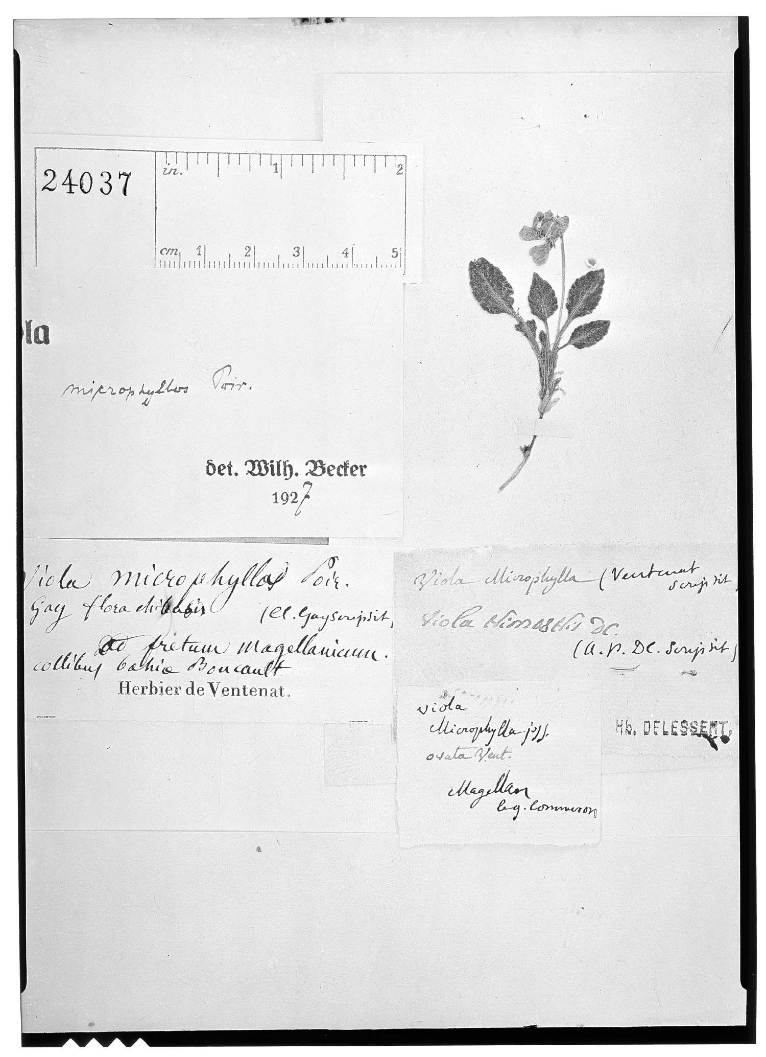 Viola maculata var. microphyllos image
