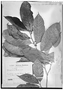 Gloeospermum ulei image