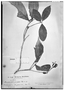 Amphirrhox longifolia image