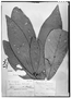 Paypayrola blanchetiana image