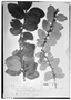 Xylosma spiculiferum image