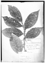 Casearia quinduensis image