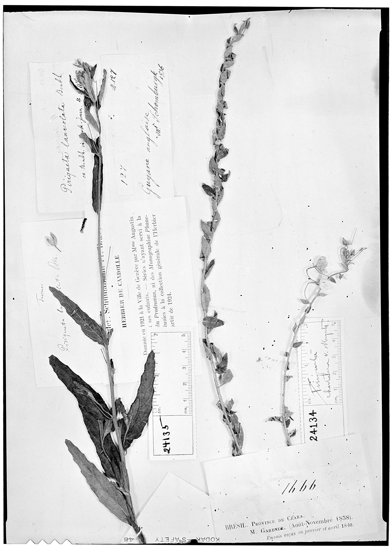 Piriqueta guianensis subsp. elongata image