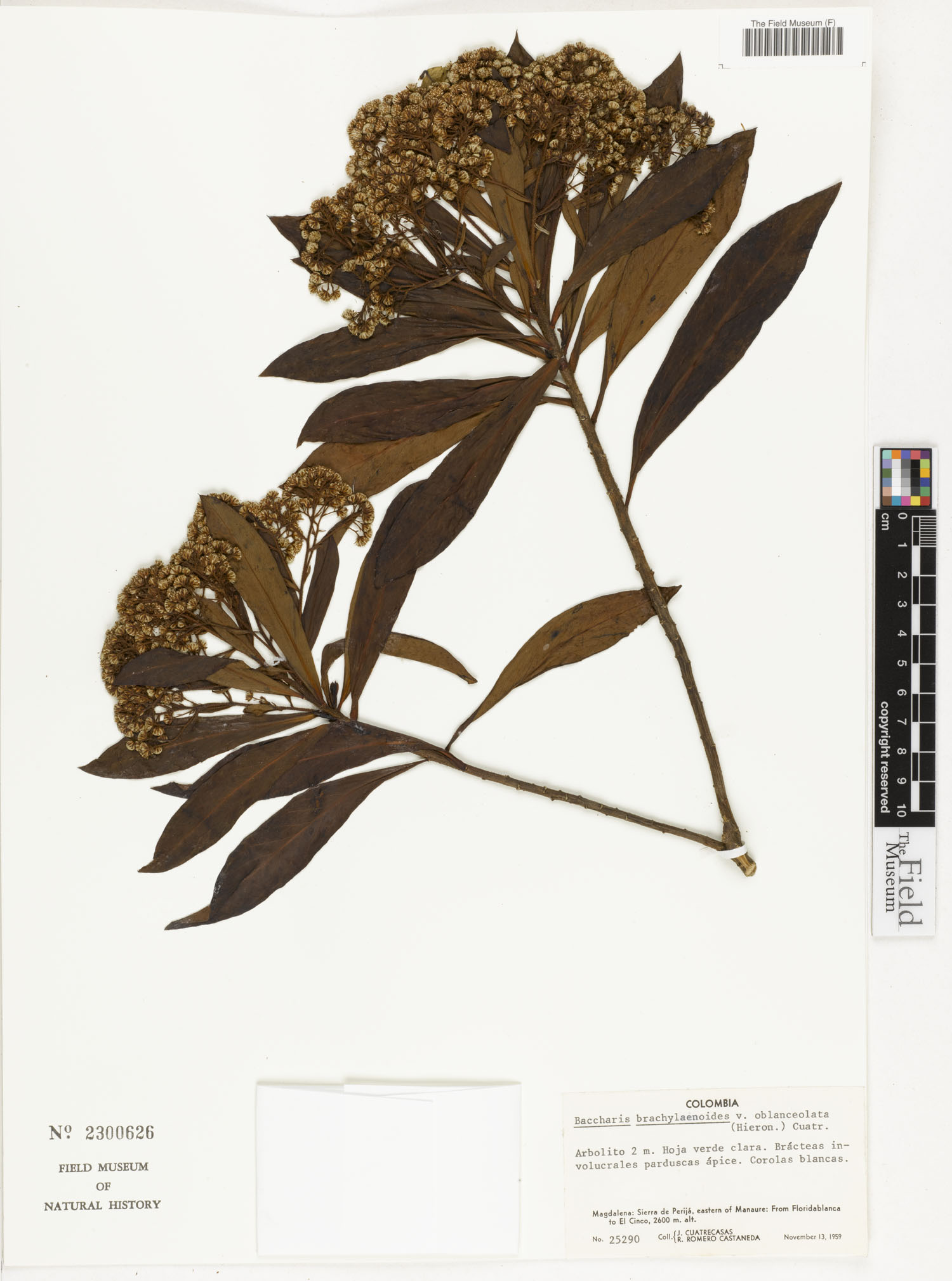 Baccharis brachylaenoides image