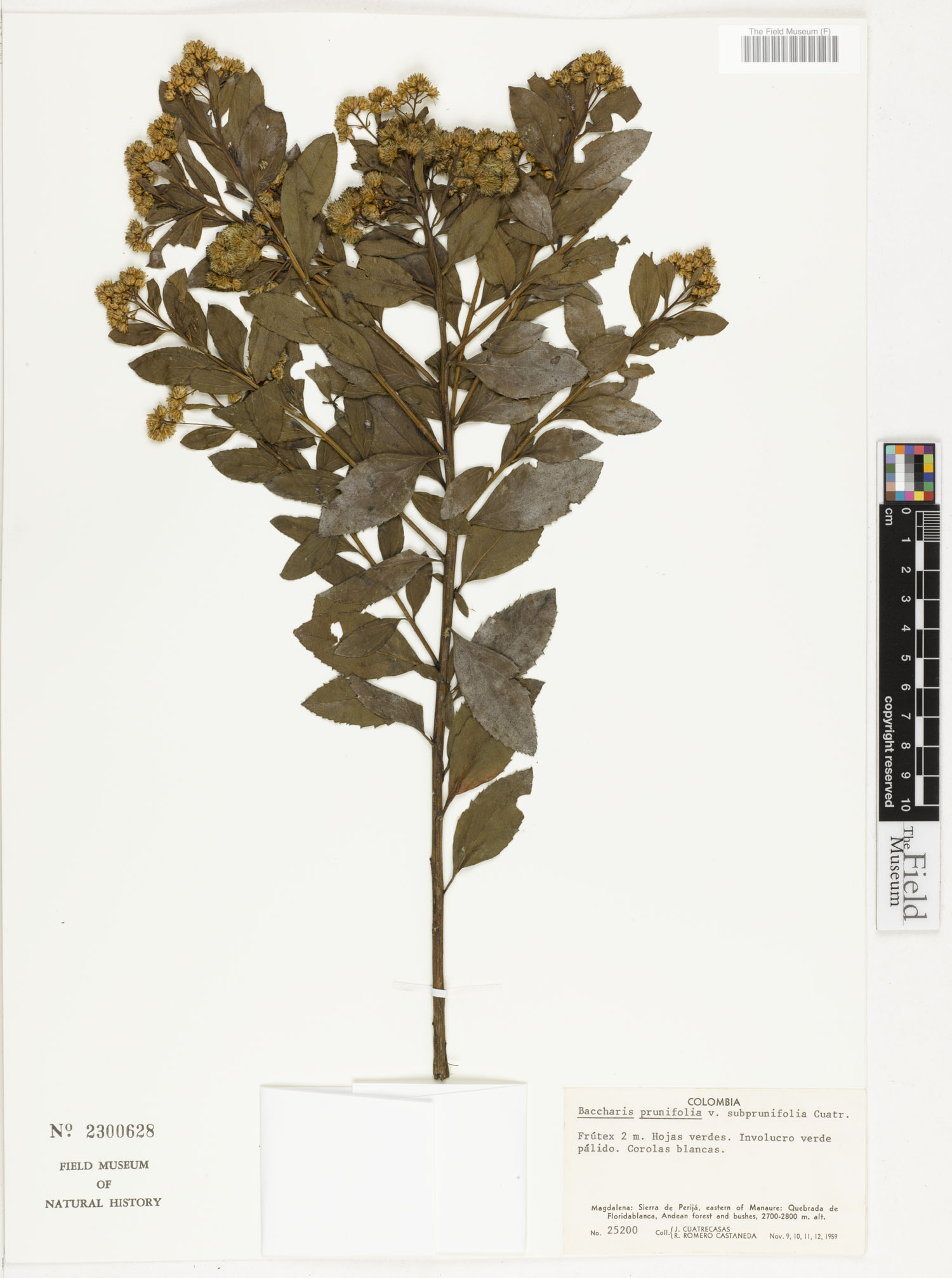Baccharis prunifolia var. subprunifolia image